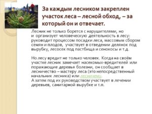 Должностные обязанности мастера леса в лесничестве