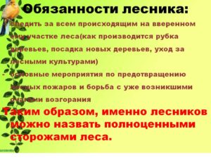 Должностные обязанности мастера леса в лесничестве