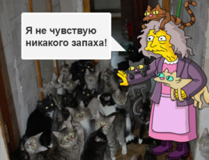 Запах кошки от соседей как с этим бороться