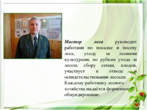 Должностные обязанности мастера леса в лесничестве