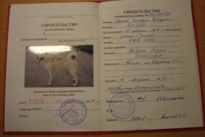 Как сделать документы на собаку с родословной