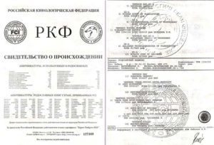 Как сделать документы на собаку с родословной