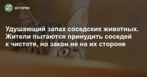 Запах кошки от соседей как с этим бороться